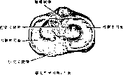 图片31
